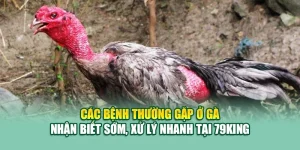 Các Bệnh Thường Gặp Ở Gà – Nhận Biết Sớm, Xử Lý Nhanh Tại 79King 3 Các Bệnh Thường Gặp Ở Gà – Nhận Biết Sớm, Xử Lý Nhanh Tại 79King