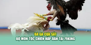 Đá Gà Cựa Sắt – Bộ Môn Tốc Chiến Hấp Dẫn Tại 79King 1 Đá Gà Cựa Sắt – Bộ Môn Tốc Chiến Hấp Dẫn Tại 79King