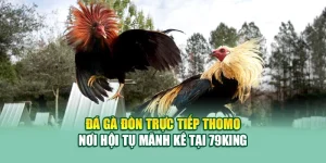 Đá Gà Đòn Trực Tiếp Thomo – Nơi Hội Tụ Mãnh Kê Tại 79King 7 Đá Gà Đòn Trực Tiếp Thomo – Nơi Hội Tụ Mãnh Kê Tại 79King