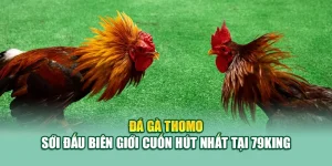 Đá Gà Thomo – Sới Đấu Biên Giới Cuốn Hút Nhất Tại 79King 2 Đá Gà Thomo – Sới Đấu Biên Giới Cuốn Hút Nhất Tại 79King