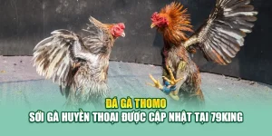 Đá Gà Thomo – Sới Gà Huyền Thoại Được Cập Nhật Tại 79King 8 Đá Gà Thomo – Sới Gà Huyền Thoại Được Cập Nhật Tại 79King