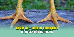 Gà Vảy Cá – Chiến Kê Phong Thủy Được Săn Đón Tại 79King 4 Gà Vảy Cá – Chiến Kê Phong Thủy Được Săn Đón Tại 79King