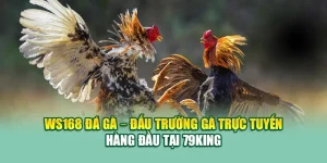 Ws168 Đá Gà – Đấu Trường Gà Trực Tuyến Hàng Đầu Tại 79king 10 Ws168 Đá Gà – Đấu Trường Gà Trực Tuyến Hàng Đầu Tại 79king